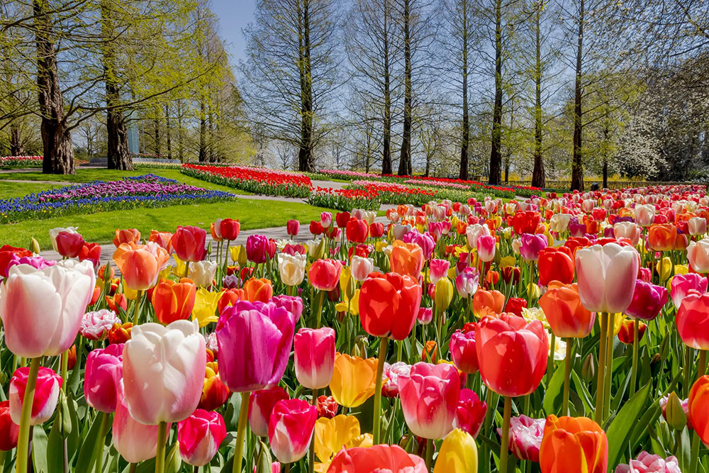 The Garden of Tulips